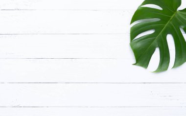 Izole Koyu yeşil Monstera büyük yaprakları, düz yatıyordu yaz yeşillik yaprak doku yağmur ormanı çiçek için beyaz ahşap arka plan kavramı vahşi büyüyen philodendron tropikal yeşillik bitki