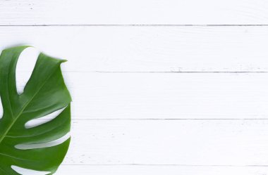 İzole koyu yeşil Monstera büyük yaprakları, Philodendron tropikal 