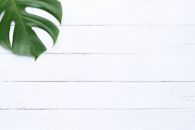 İzole koyu yeşil Monstera büyük yaprakları, Philodendron tropikal 