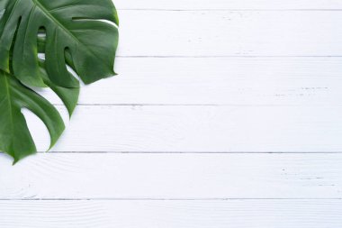 İzole koyu yeşil Monstera büyük yaprakları, Philodendron tropikal 