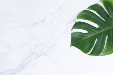 İzole koyu yeşil Monstera büyük yaprakları, Philodendron tropikal 