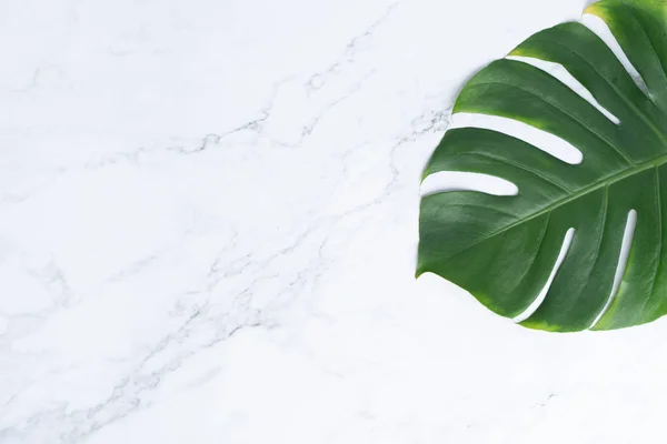 Aislar Monstera verde oscuro hojas grandes, philodendron tropical — Foto de Stock