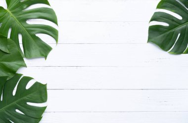 İzole koyu yeşil Monstera büyük yaprakları, Philodendron tropikal 