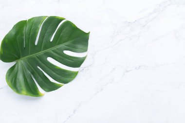 İzole koyu yeşil Monstera büyük yaprakları, Philodendron tropikal 