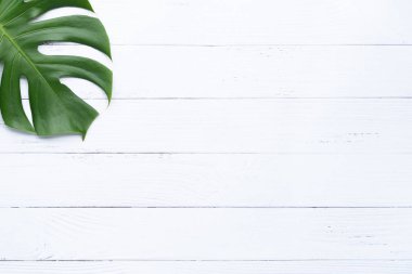 İzole koyu yeşil Monstera büyük yaprakları, Philodendron tropikal 