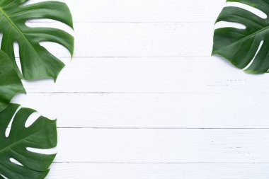 İzole koyu yeşil Monstera büyük yaprakları, Philodendron tropikal 