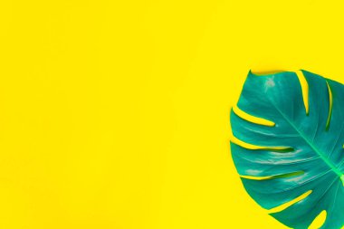 İzole koyu yeşil Monstera büyük yaprakları, Philodendron tropikal 