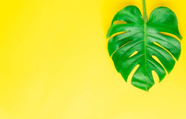 İzole koyu yeşil Monstera büyük yaprakları, Philodendron tropikal 