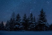 dunkler Himmel voller leuchtender Sterne in den Karpaten im nächtlichen Winterwald