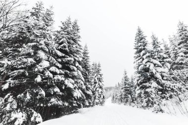 pines covered with white snow in Carpathian Mountains clipart