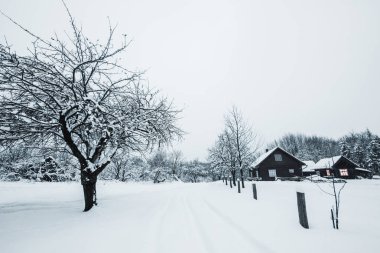 trees covered with white snow and wooden houses in Carpathian Mountains clipart