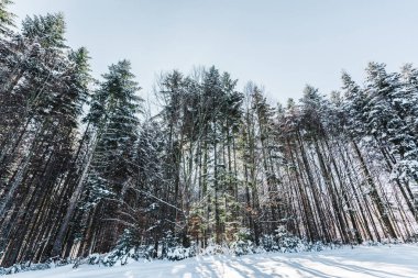 forest in carpathian mountains with tall pines and snow clipart