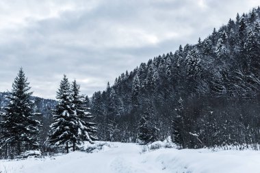 Kışın çam ağaçları ile karlı Karpat Dağları'nın doğal görünümü 