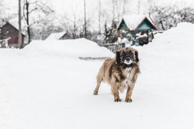 seçici odak köpek duran evlerin yakınındaki karla kaplı 