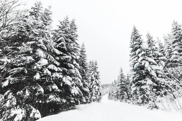 Tallar Täckta Med Vit Snö Karpaterna — Stockfoto