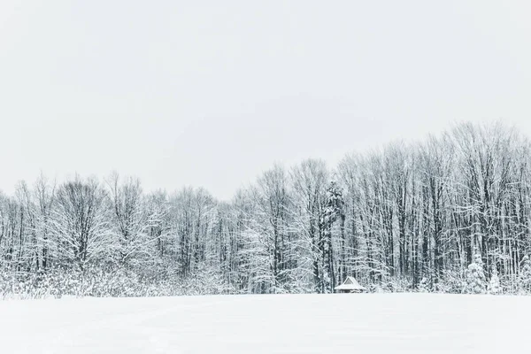 Landskap Snöiga Karpaterna Och Skogen Vintern — Stockfoto