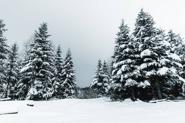 clear blue sky and firs in snowy forest in Carpathians