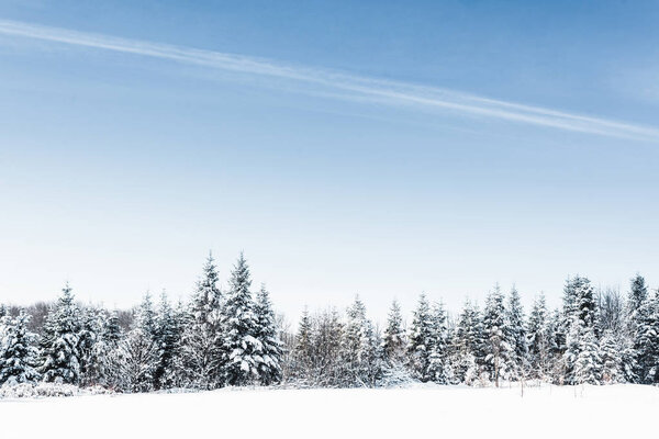 живописный вид с ясным голубым небом и снежными деревьями в Карпатах
