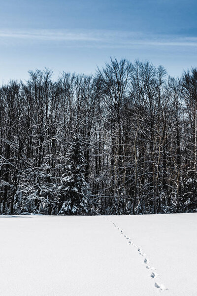 high trees in winter forest with footprints on snow in carpathian mountains