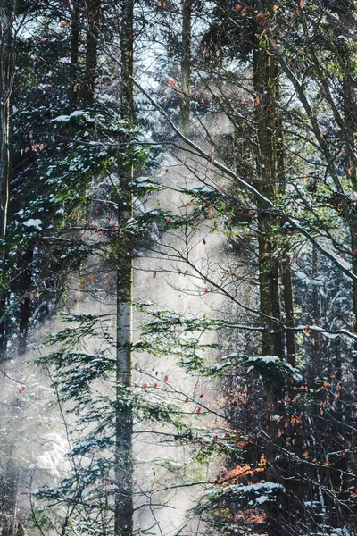 forest in carpathians with sunshine through green trees branches