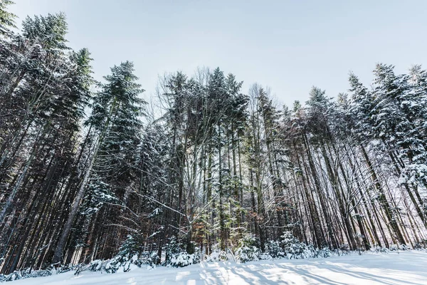 Bosque Las Montañas Los Cárpatos Con Pinos Altos Nieve —  Fotos de Stock