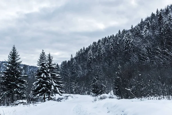 Vista Panorámica Las Montañas Carpatos Nevados Con Pinos Invierno — Foto de Stock