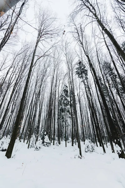 low angle view of tree trunks in snowy winter forest