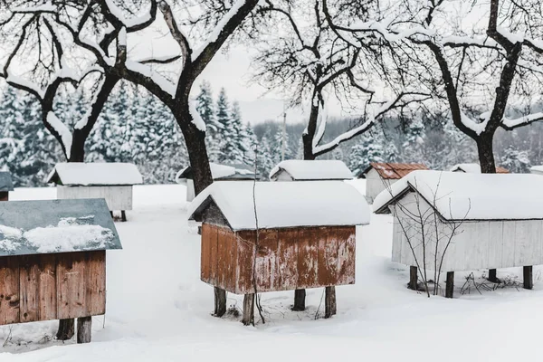 Bienenstöcke Aus Holz Mit Schnee Zwischen Bäumen Bedeckt — Stockfoto