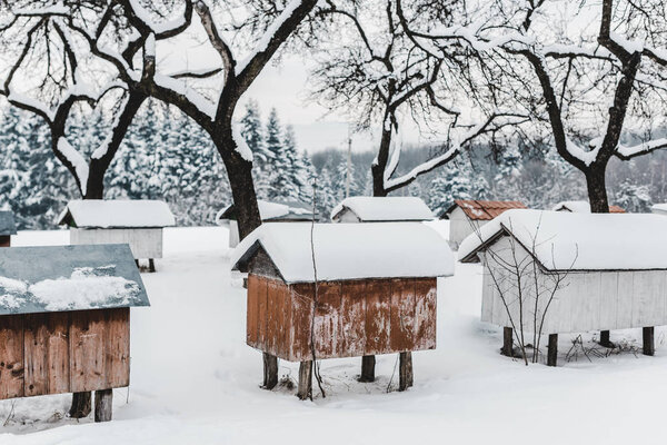 wooden beehives covered with snow among trees