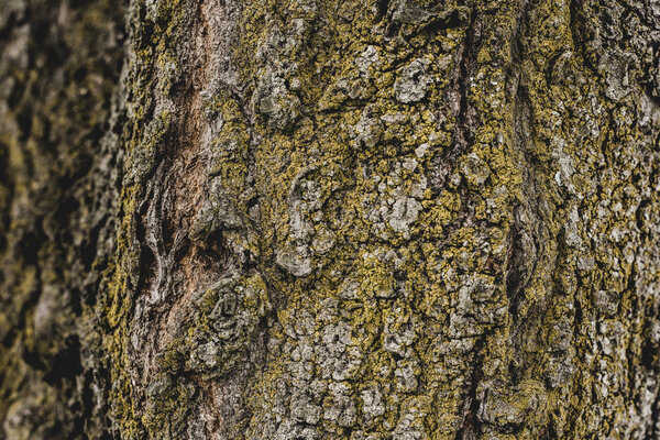 close up of textured tree bark covered with moss