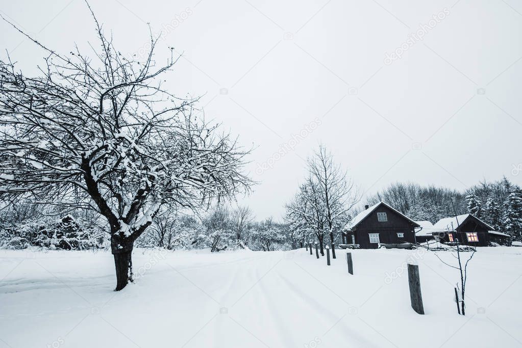 trees covered with white snow and wooden houses in Carpathian Mountains