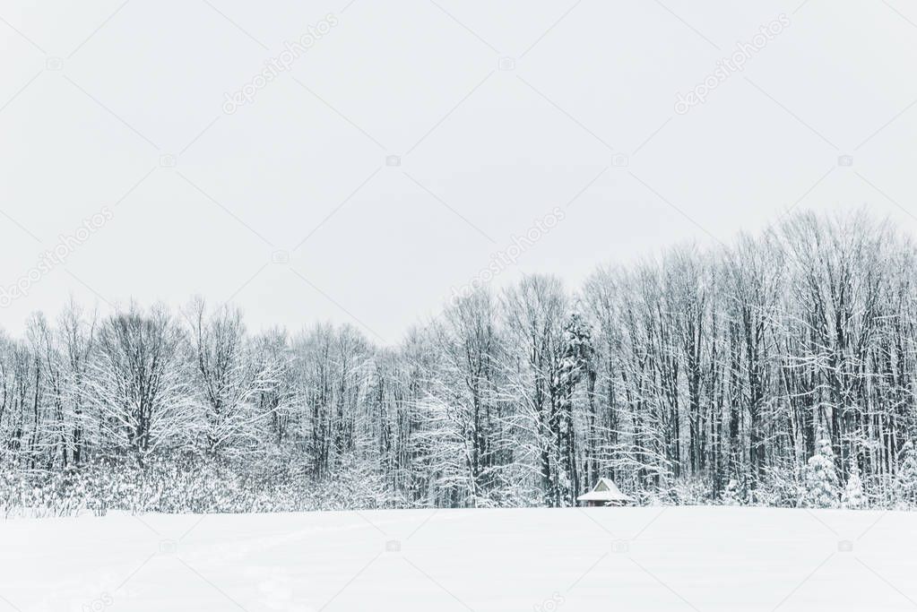 landscape of snowy Carpathian Mountains and forest in winter