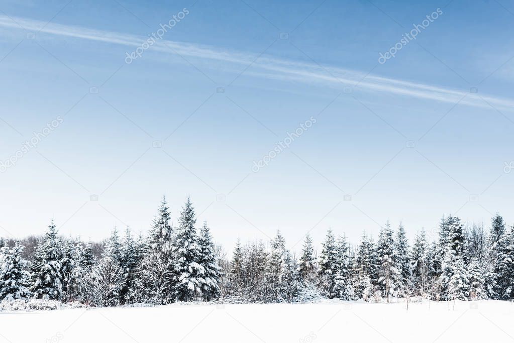 scenic view with clear blue sky and snowy trees in carpathians