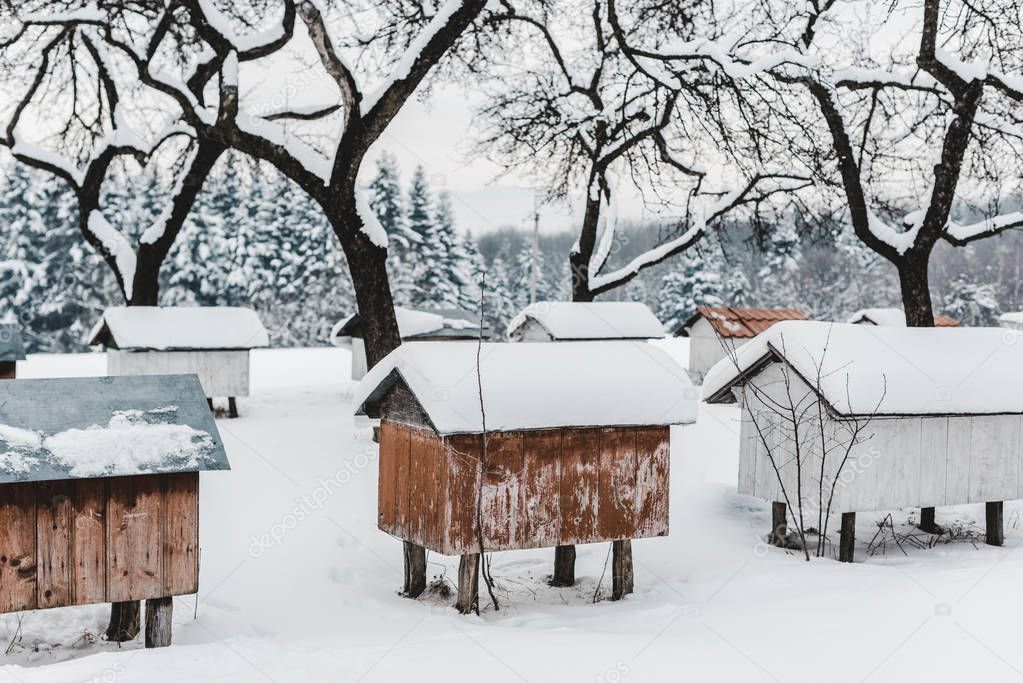 wooden beehives covered with snow among trees