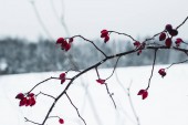 Selektivní fokus ledové červené bobule na suché větvi v zimě