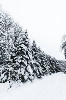 firs covered with snow in white winter forest in carpathian mountains clipart