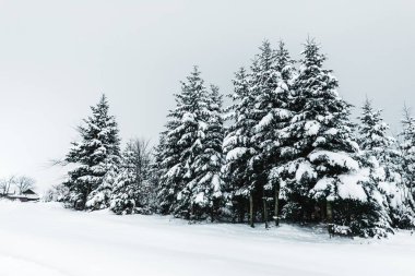 road in carpathian mountains covered with snow among spruces  clipart