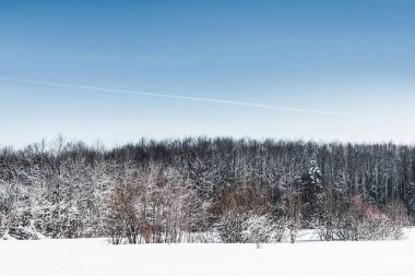clear blue sky and dry trees in snowy carpathians clipart