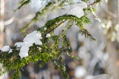 selective focus of fir green branch covered with snow clipart