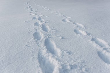 footprints on white clear snow with copy space clipart