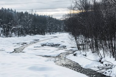 kış orman ağaçları kıyısında ile soğuk creek