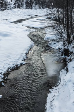 kış orman ağaçları kıyısında ile soğuk creek