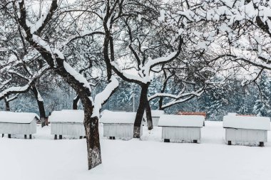 wooden beehives covered with snow among trees clipart