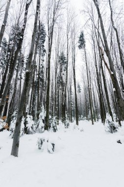 low angle view of tree trunks in snowy winter forest clipart