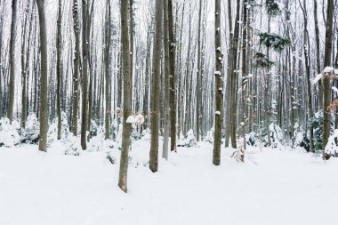 tree trunks in snowy white winter forest clipart