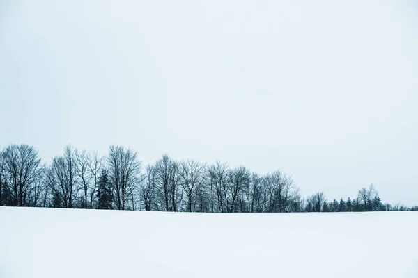 Paisaje Los Cárpatos Con Nieve Blanca Cielo Despejado Árboles —  Fotos de Stock