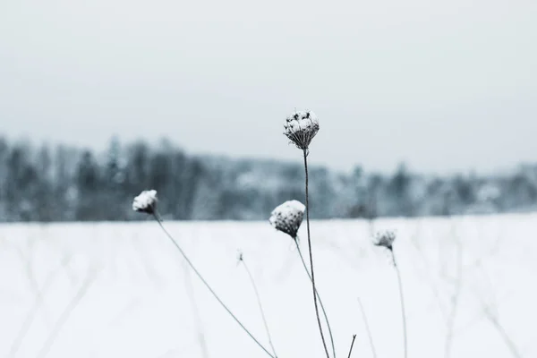雪で覆われた乾燥したフィールドの花の選択と集中 — ストック写真
