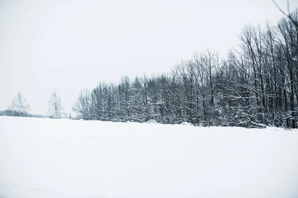 Сухие Деревья Покрыты Снегом Карпатах — стоковое фото
