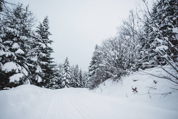 road in carpathian mountains covered with snow among spruces 