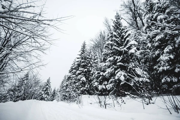 Estrada Nas Montanhas Dos Cárpatos Coberta Neve Entre Abetos — Fotografia de Stock